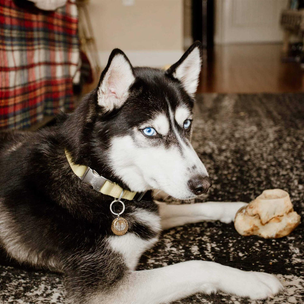 Knuckle Bone for Dogs J114