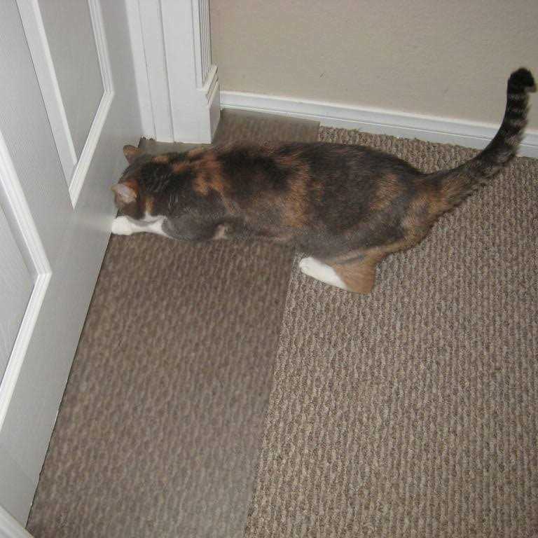 Carpet Scratch Stopper A579