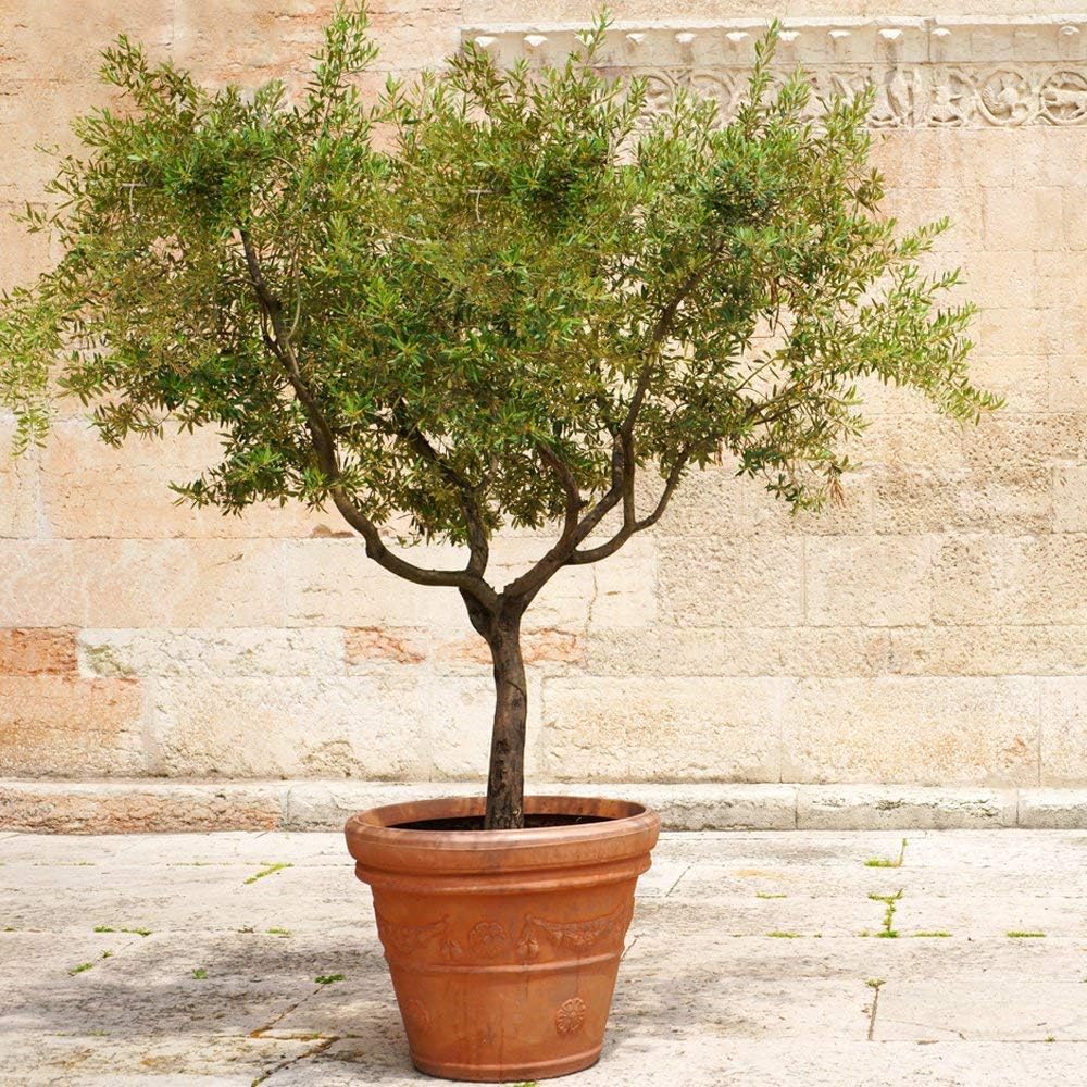 6 Inch Potted Arbequina Olive Tree Live Plant W7558