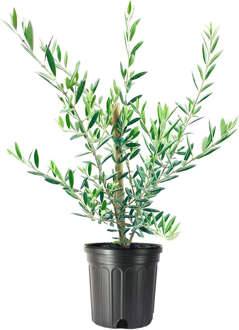 6 Inch Potted Arbequina Olive Tree Live Plant W7558