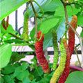 2 Dwarf Everbearing Mulberry Plants Live to Grow 5 to 8 Inch Height Sweet Mulberry Trees Live Seedlings Edible Dwarf Mulberries Fruit Plant P7635