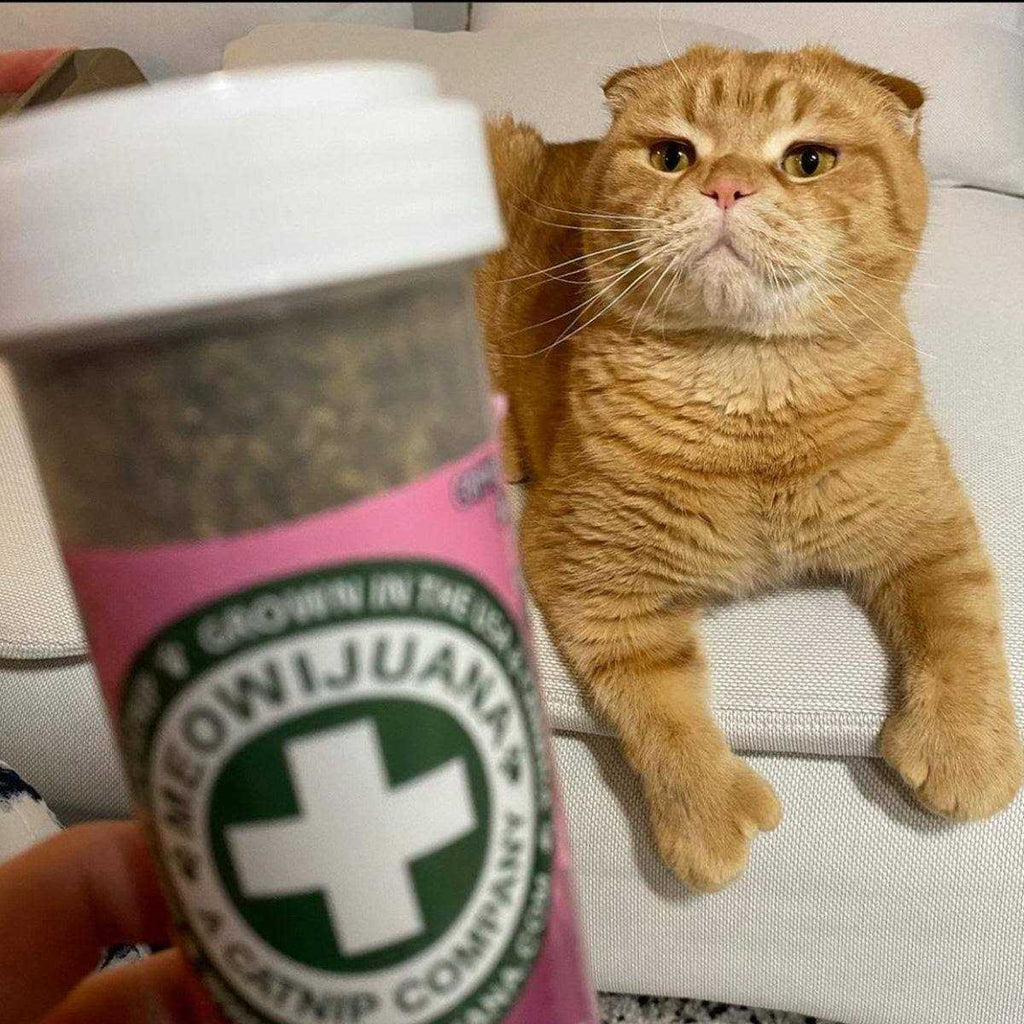 Lavender Catnip Blend D385