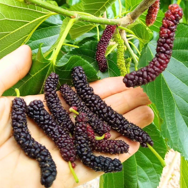 2 Dwarf Everbearing Mulberry Plants Live to Grow 5 to 8 Inch Height Sweet Mulberry Trees Live Seedlings Edible Dwarf Mulberries Fruit Plant P7635