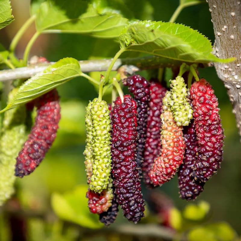 2 Dwarf Everbearing Mulberry Plants Live to Grow 5 to 8 Inch Height Sweet Mulberry Trees Live Seedlings Edible Dwarf Mulberries Fruit Plant P7635