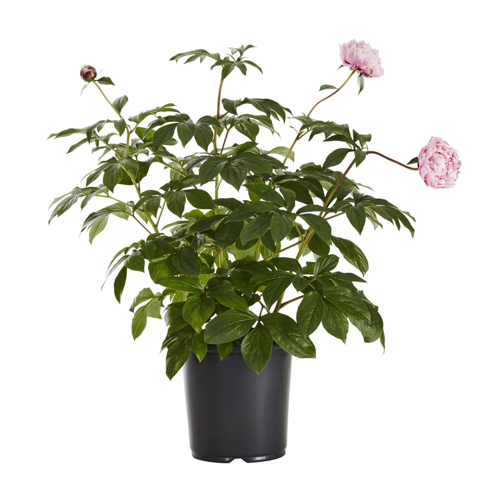 Pink Peony Perennial Live Plants with Grower Pot Z62862