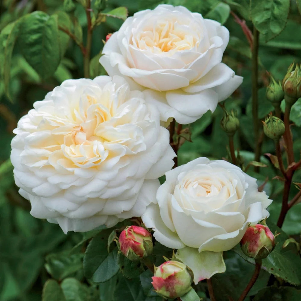 White Roses Live Plant B8612