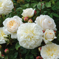 White Roses Live Plant B8612