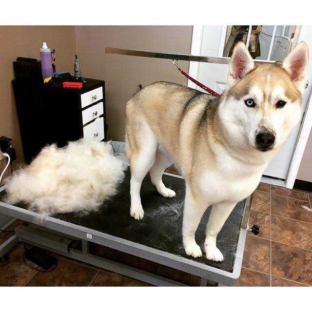 Pet Grooming Tool Y989685