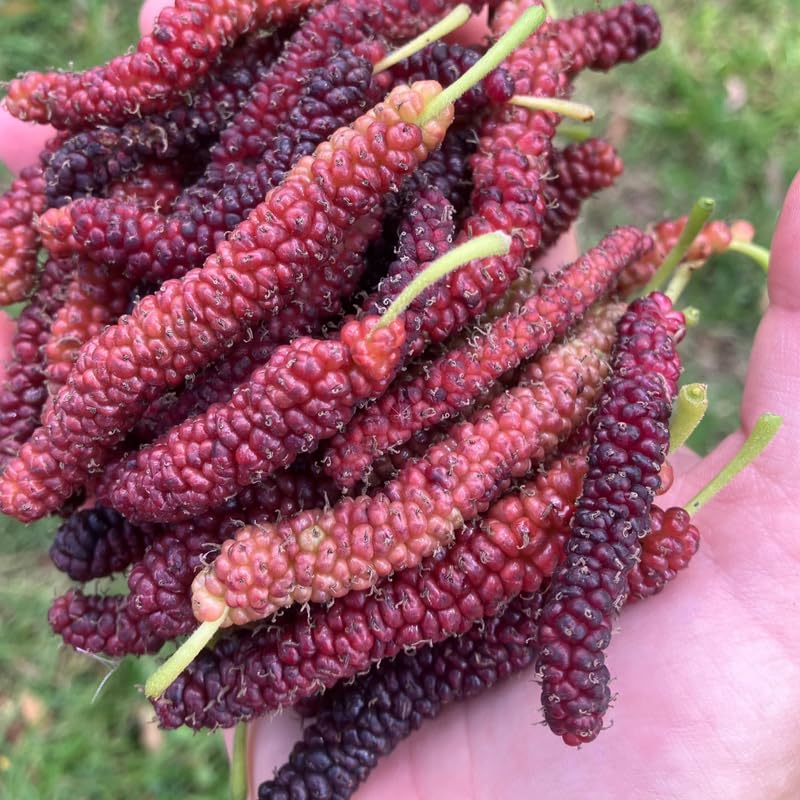 2 Dwarf Everbearing Mulberry Plants Live to Grow 5 to 8 Inch Height Sweet Mulberry Trees Live Seedlings Edible Dwarf Mulberries Fruit Plant P7635
