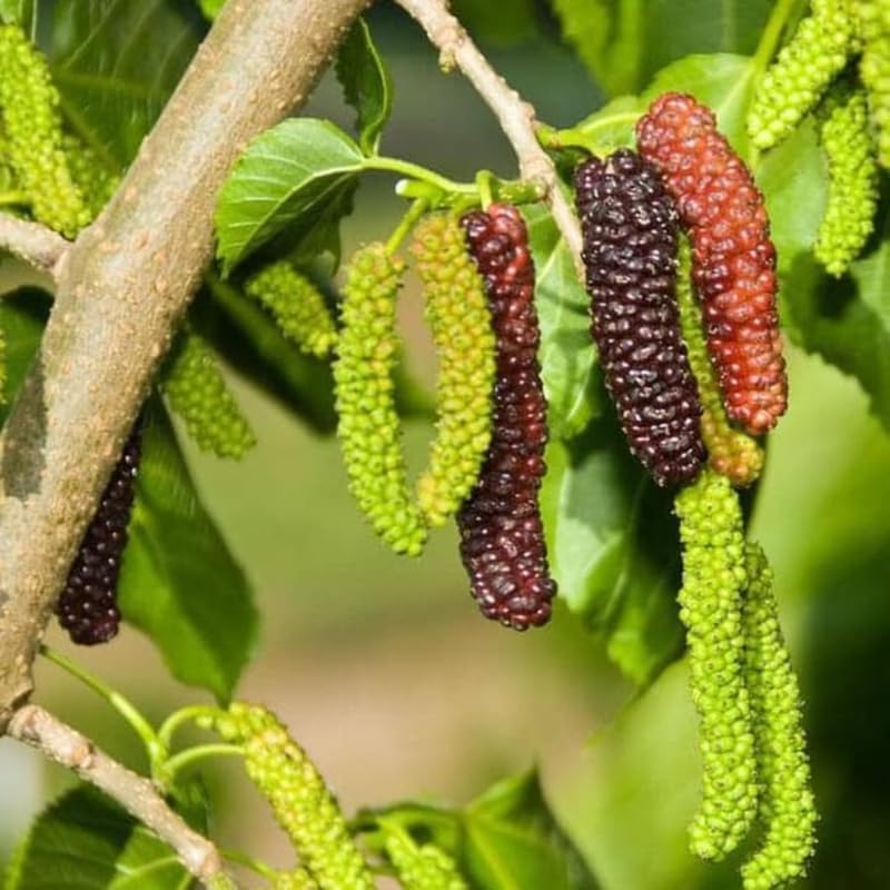 2 Dwarf Everbearing Mulberry Plants Live to Grow 5 to 8 Inch Height Sweet Mulberry Trees Live Seedlings Edible Dwarf Mulberries Fruit Plant P7635