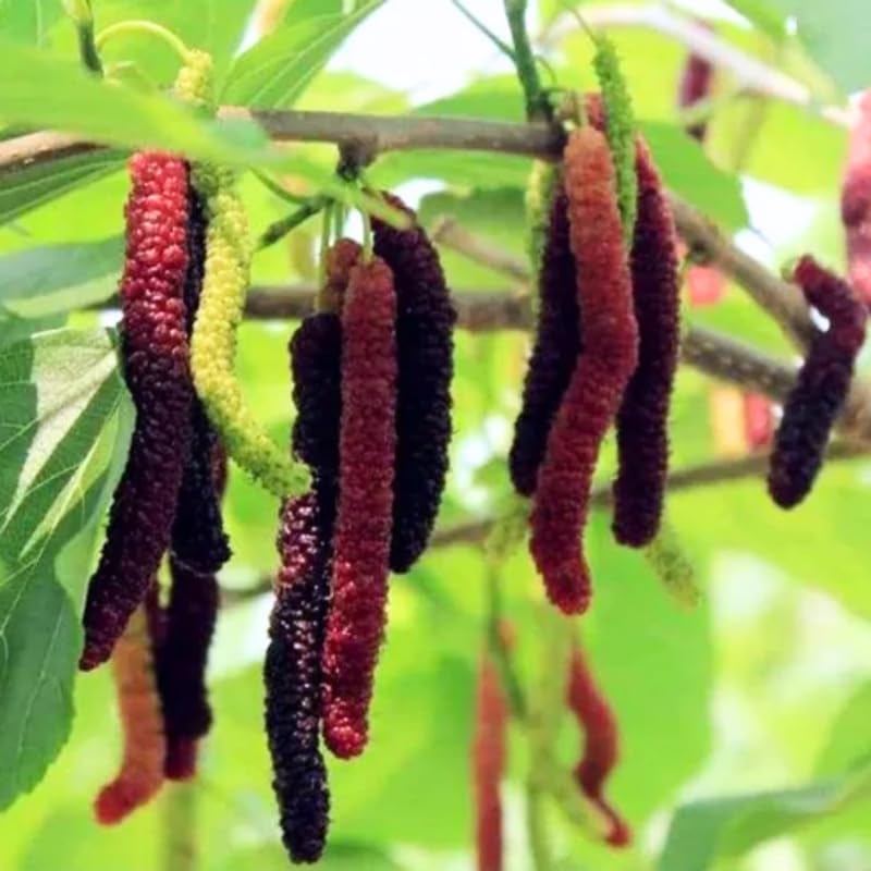 2 Dwarf Everbearing Mulberry Plants Live to Grow 5 to 8 Inch Height Sweet Mulberry Trees Live Seedlings Edible Dwarf Mulberries Fruit Plant P7635