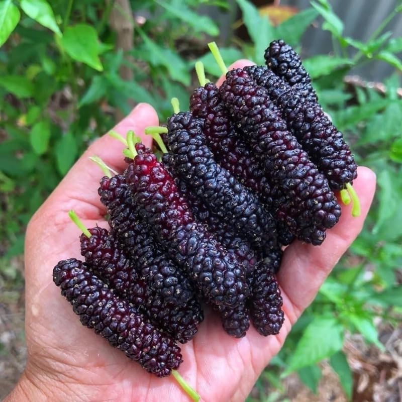 2 Dwarf Everbearing Mulberry Plants Live to Grow 5 to 8 Inch Height Sweet Mulberry Trees Live Seedlings Edible Dwarf Mulberries Fruit Plant P7635