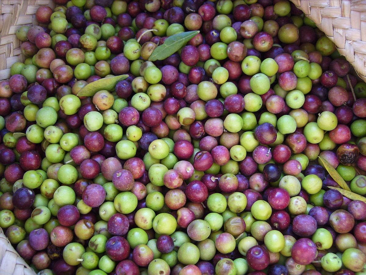 6 Inch Potted Arbequina Olive Tree Live Plant W7558
