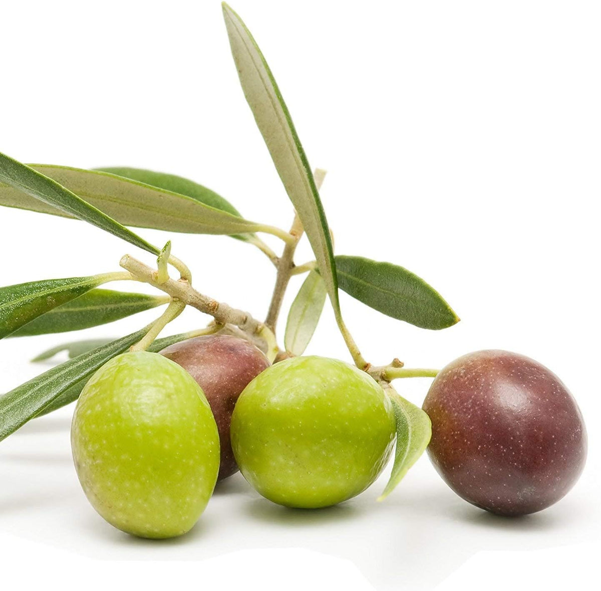 6 Inch Potted Arbequina Olive Tree Live Plant W7558