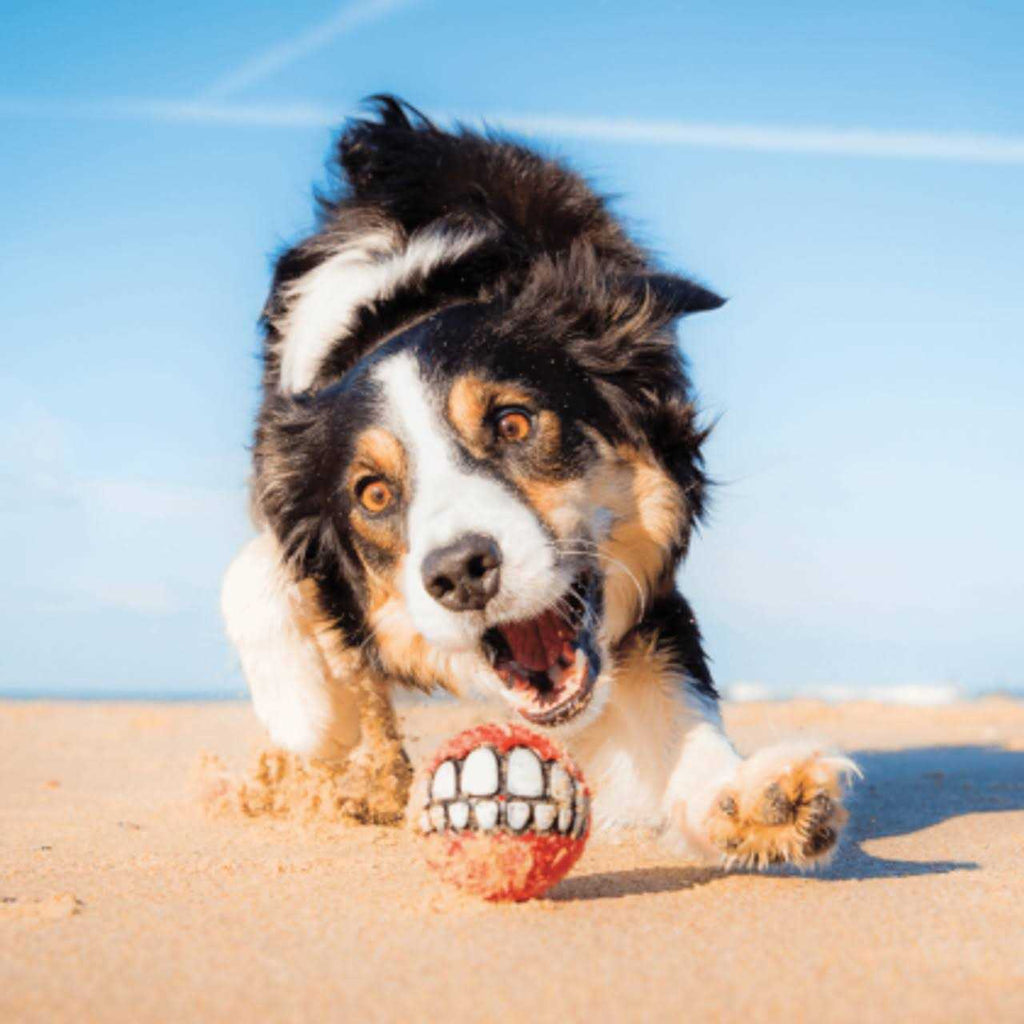 Dog Toy J25364