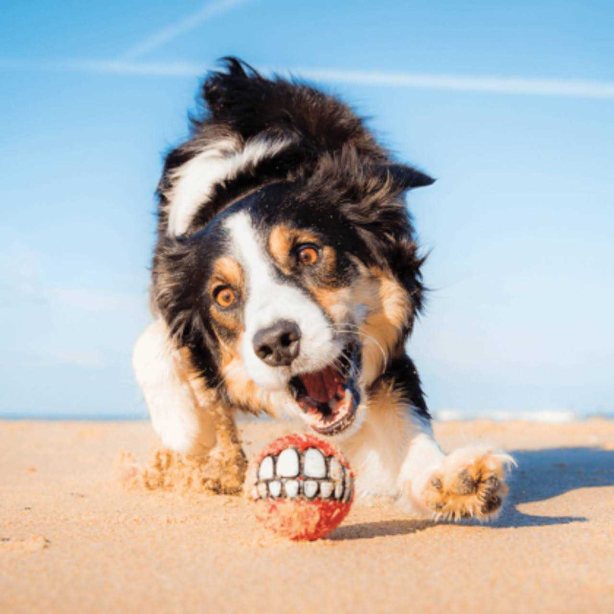 Dog Toy J25364