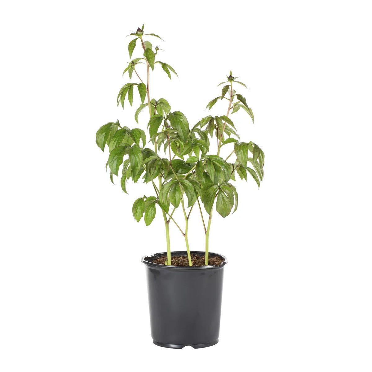 Pink Peony Perennial Live Plants with Grower Pot Z62862