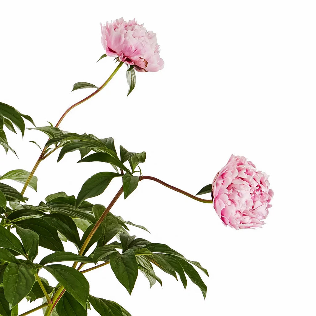 Pink Peony Perennial Live Plants with Grower Pot Z62862